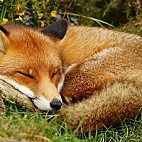 Sleepy Fox Monster