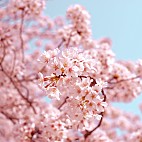 BlossomBlooms