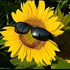 sunflower_24